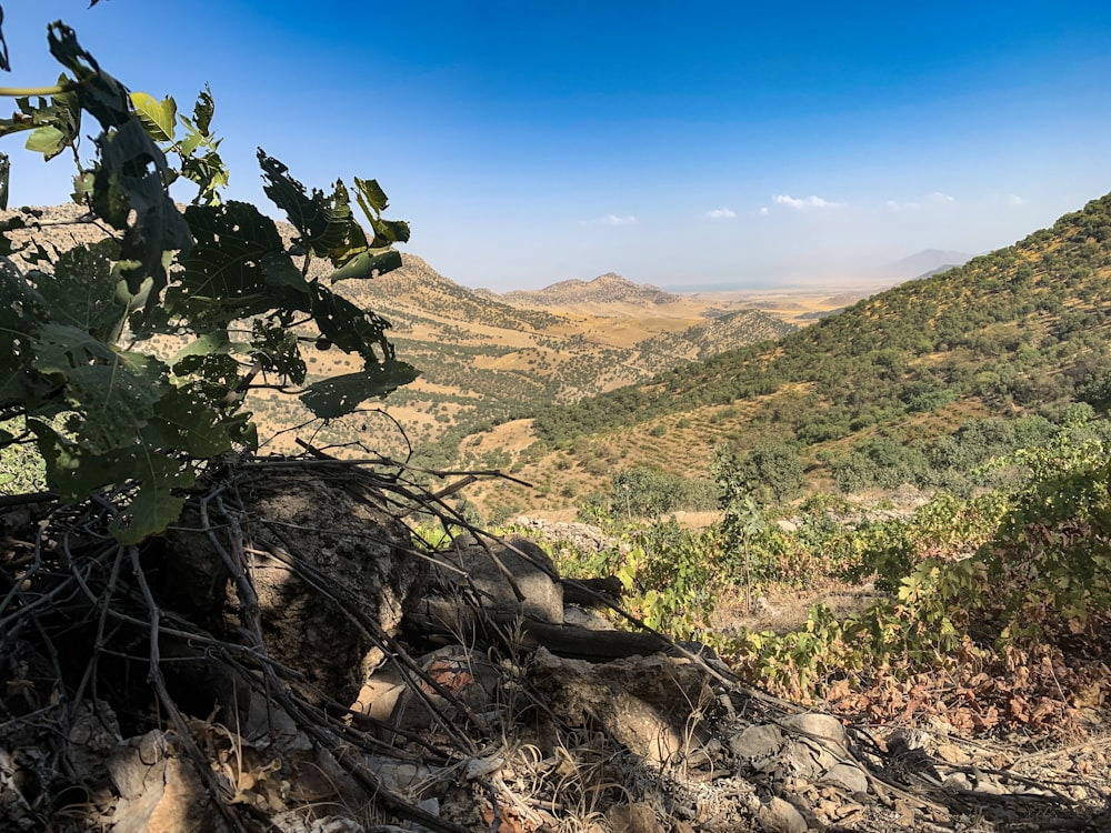 green tree on brown rocky mountain under blue sky during daytime