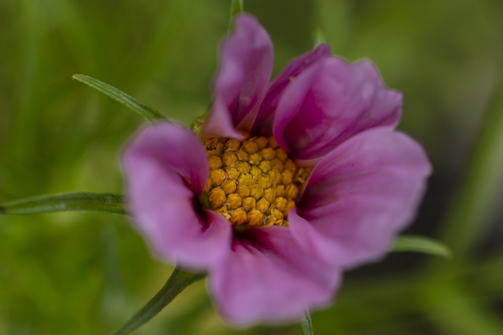 pink flower in macro shot