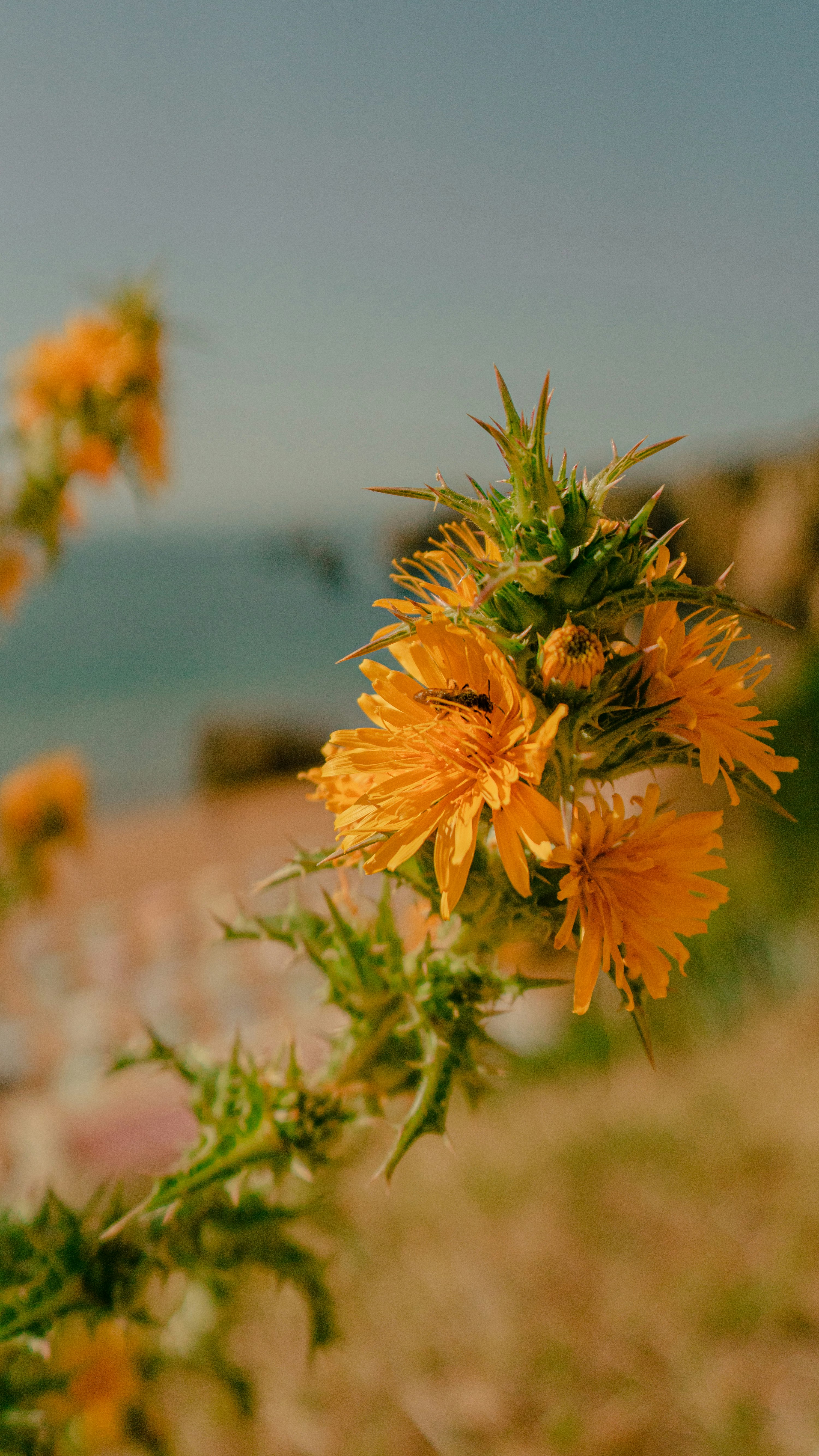 yellow flower in tilt shift lens