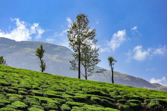 green tree on green grass field during daytime
