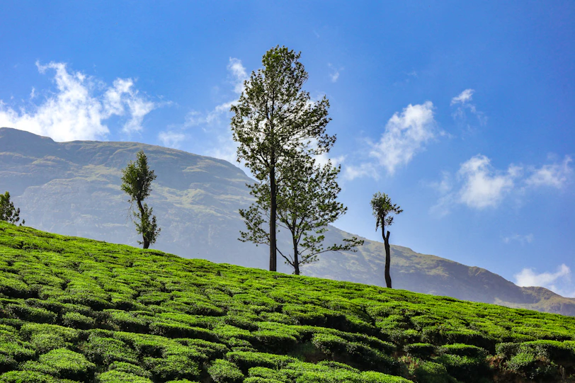 green tree on green grass field during daytime
