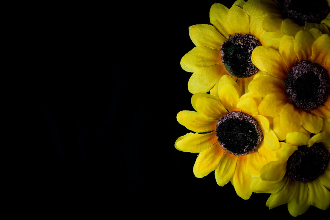 yellow sunflower in black background