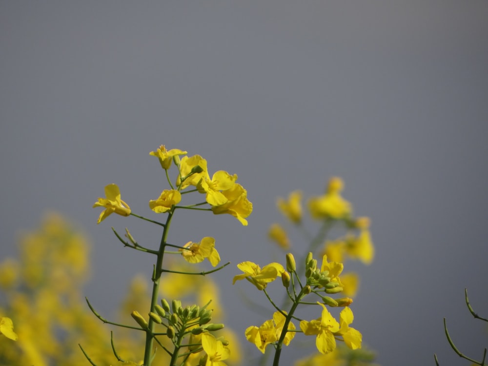 yellow flowers with green leaves