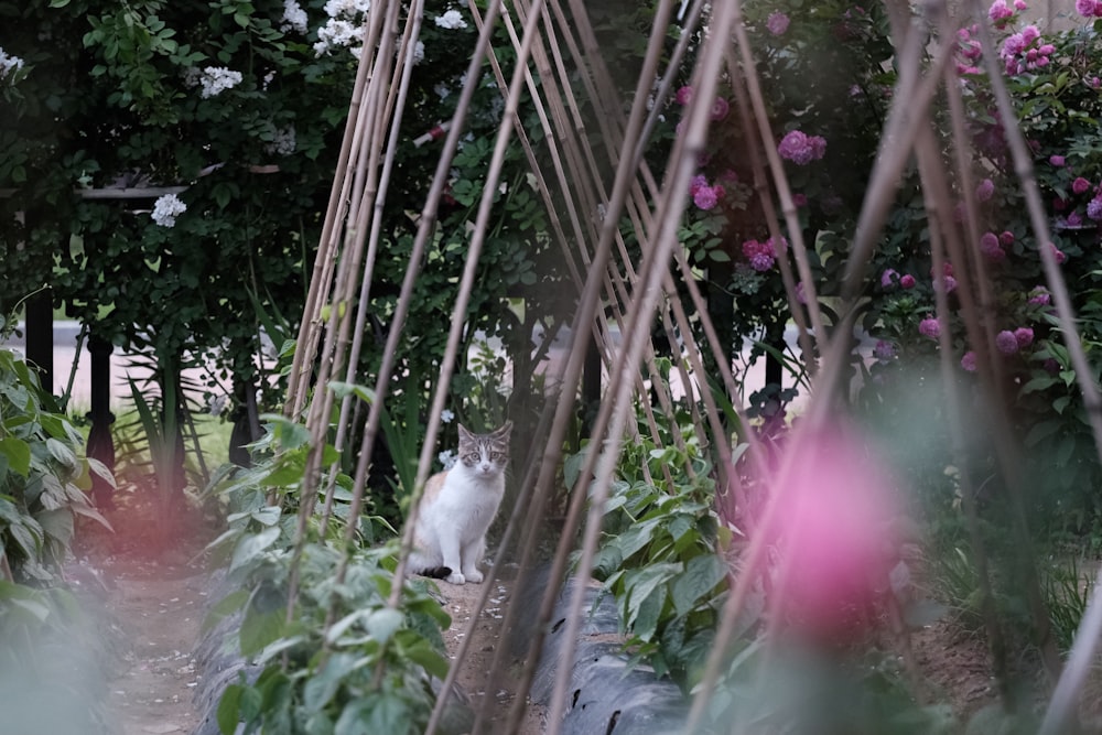 white cat on green grass during daytime