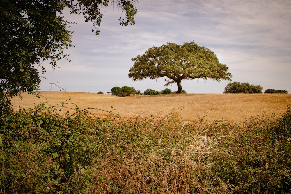 Albero verde sul campo marrone sotto nuvole bianche e cielo blu durante il giorno