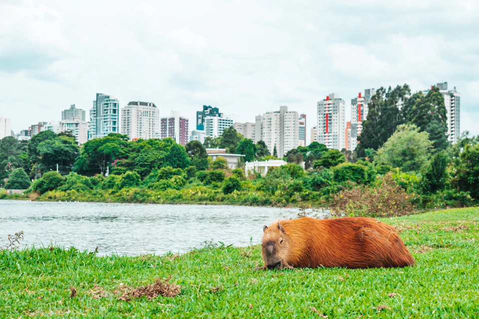 The image depicts a brown animal, possibly a rodent or a large bird, lying on its side in a grassy area near a body of water. The animal is facing towards the right side of the image and appears to be resting comfortably. In the background, there are several tall buildings visible, suggesting that this scene takes place in an urban setting.

The sky above is overcast, casting a soft light on the scene below. The grassy area where the animal is lying has patches of dirt scattered around it, adding a touch of ruggedness to the otherwise serene landscape.