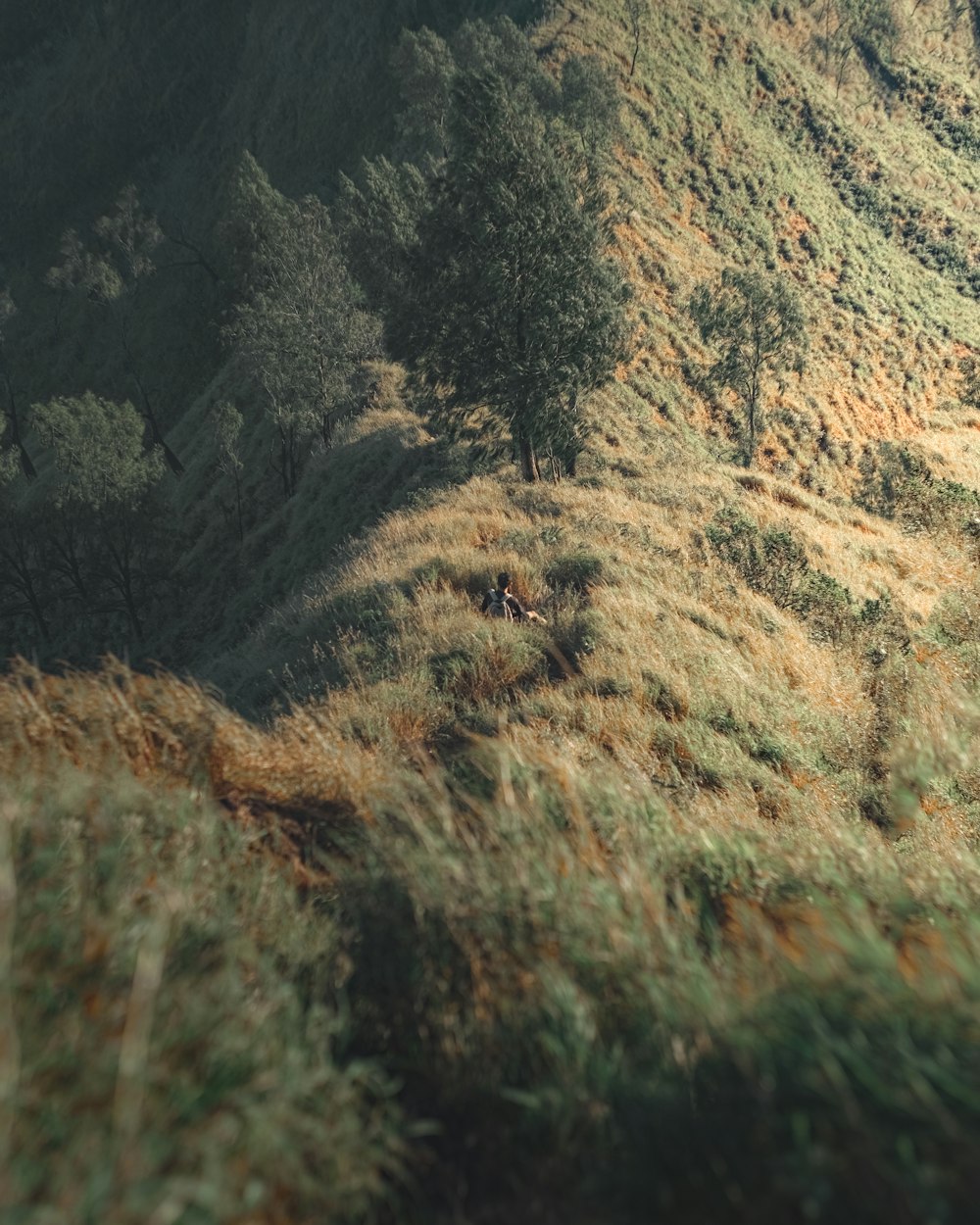 brown grass on brown hill during daytime