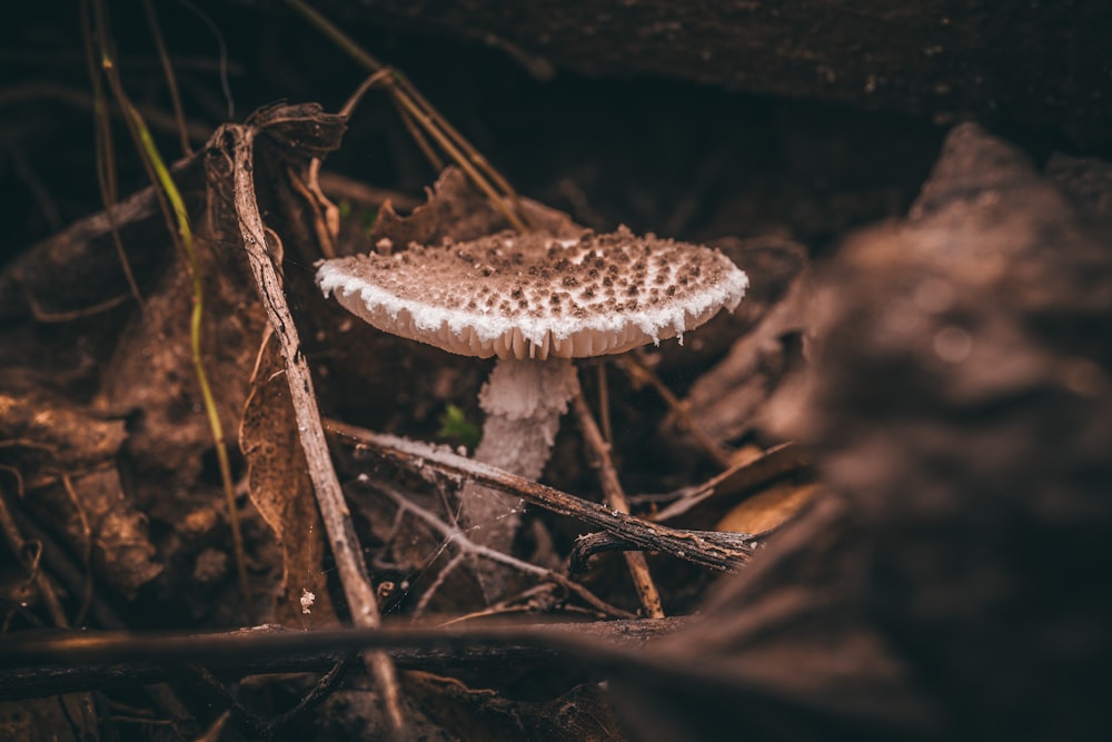 white and brown mushroom in close up photography