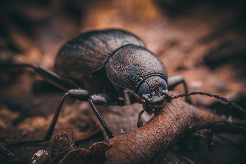 black beetle on brown stem in macro photography during daytime