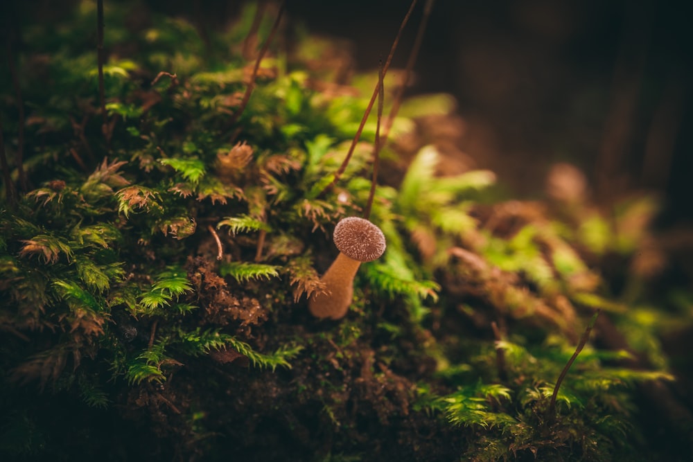 brown mushroom in the middle of green grass