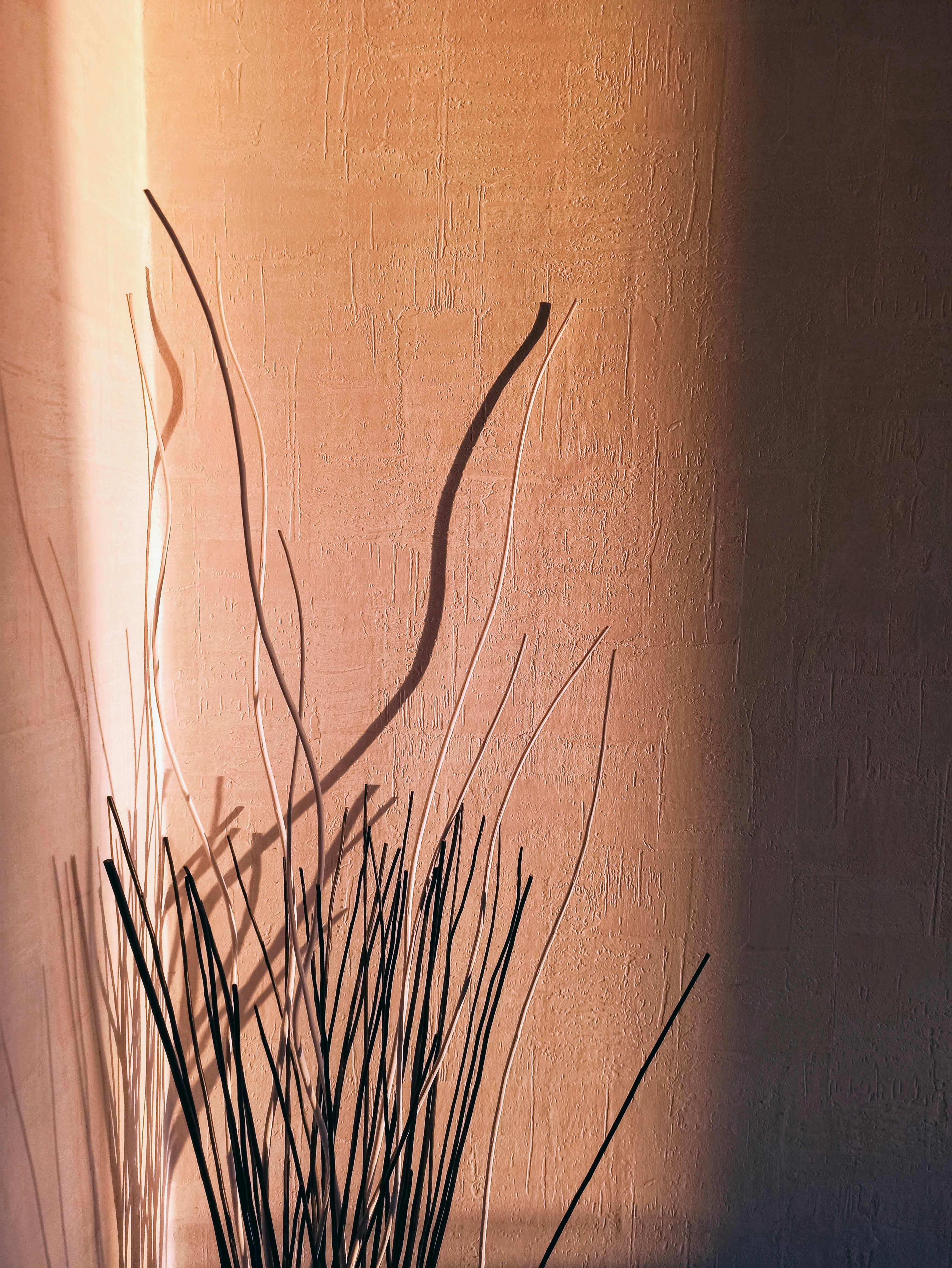 brown dried plant on brown wall