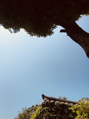 A large tree with dense, dark green foliage extends from the right into a clear blue sky. Below, a traditional building rooftop peeks out, covered partially by lush green vines and surrounded by various types of greenery.
