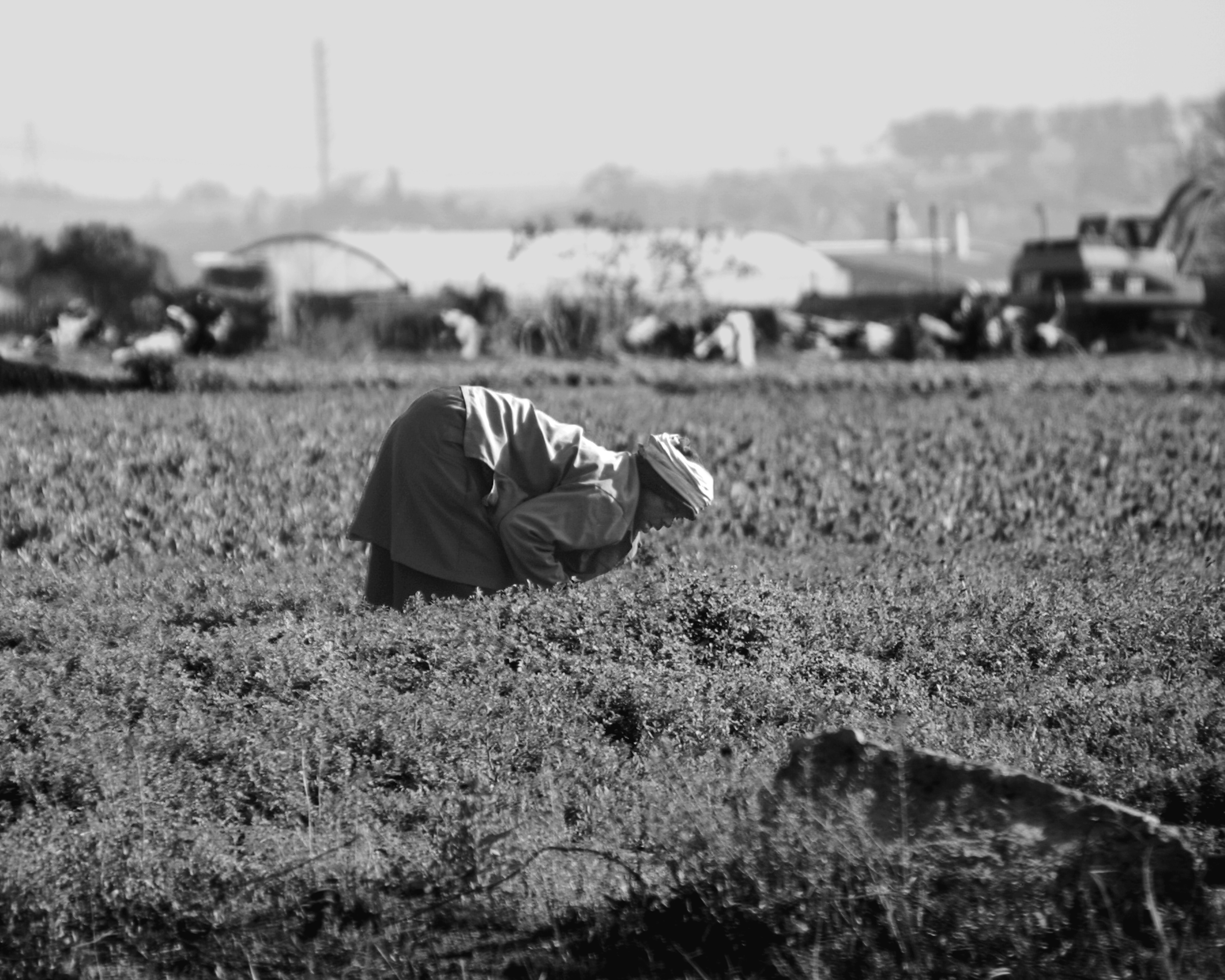 A women picking the field