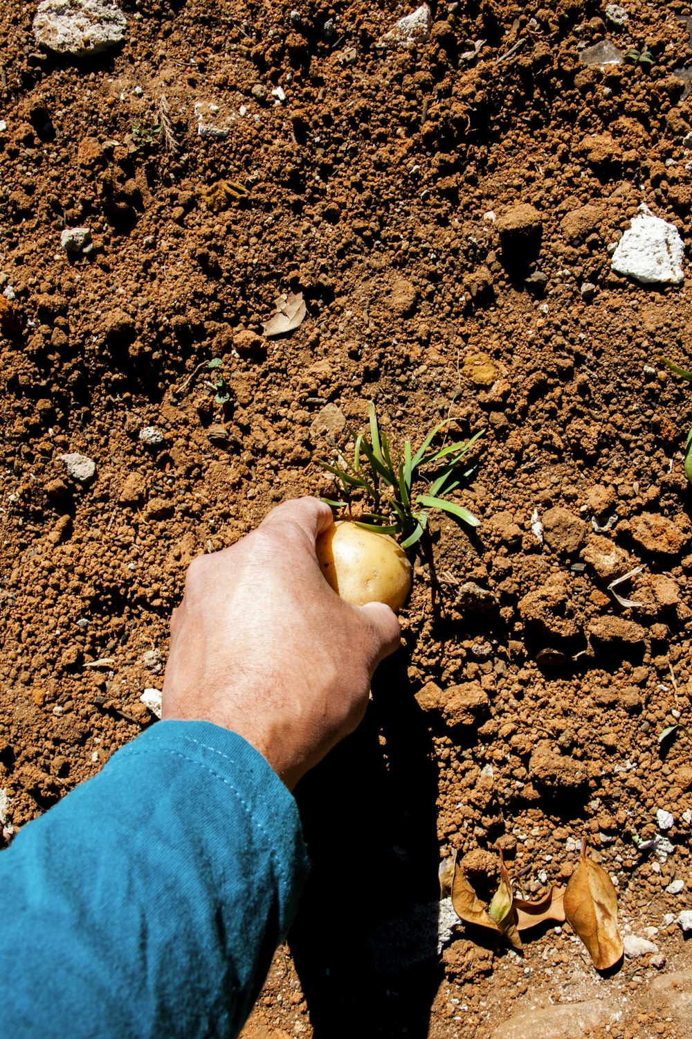 person holding green tomato during daytime