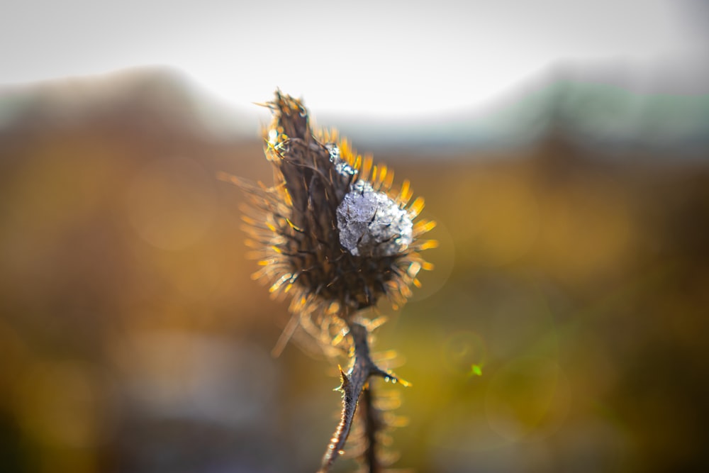 white dandelion in close up photography