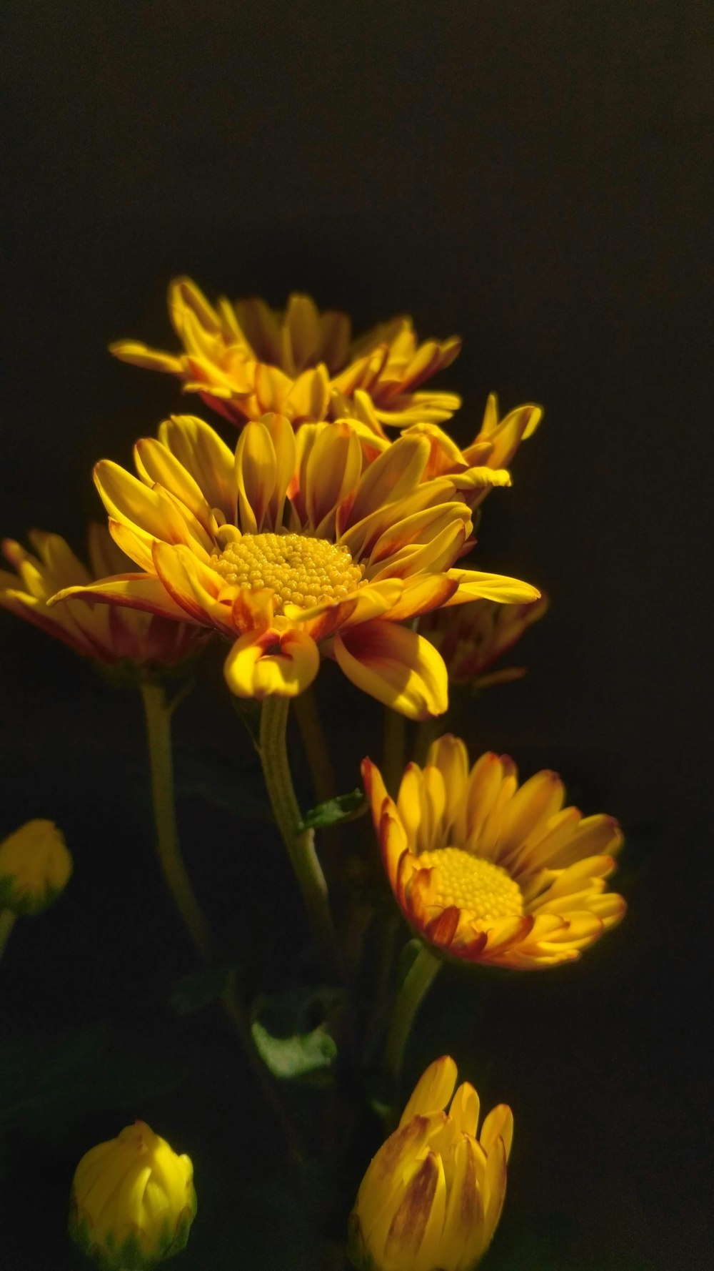 yellow flower in black background