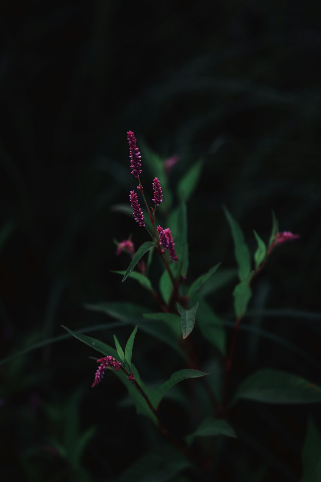 red flower in tilt shift lens