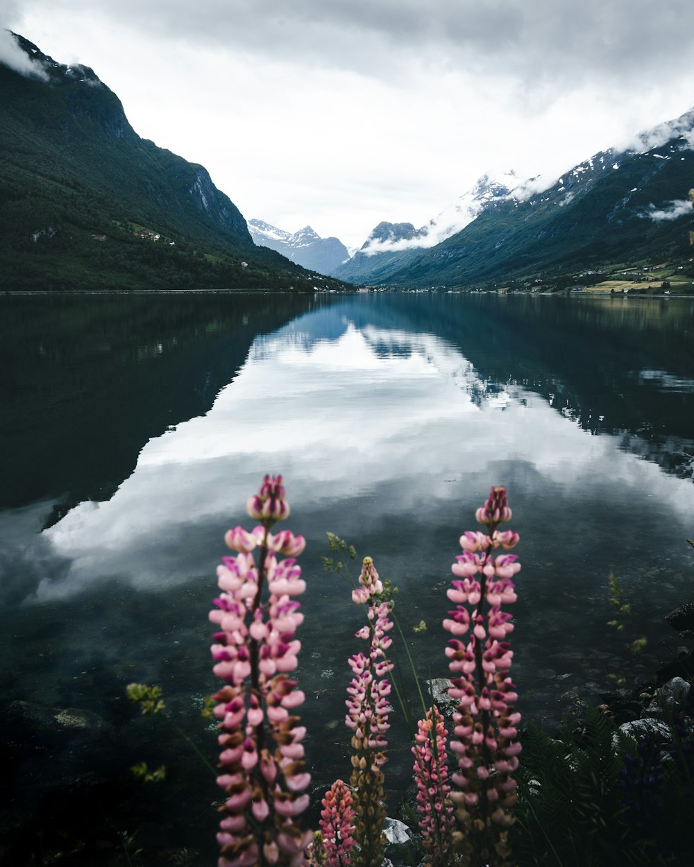 red flowers near lake and mountains during daytime