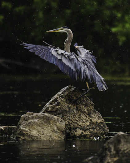blue and white bird on brown rock