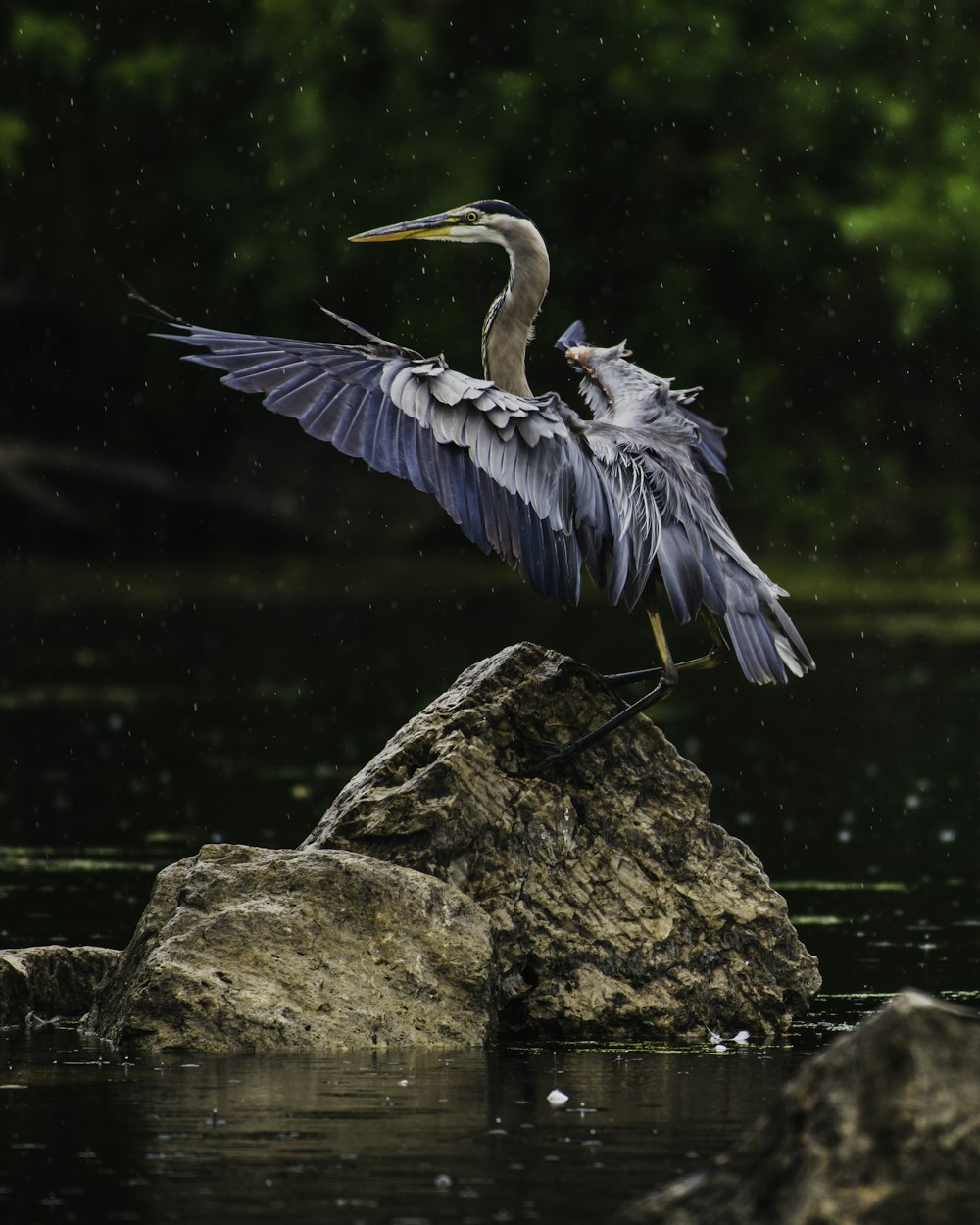 Uccello blu e bianco su roccia marrone