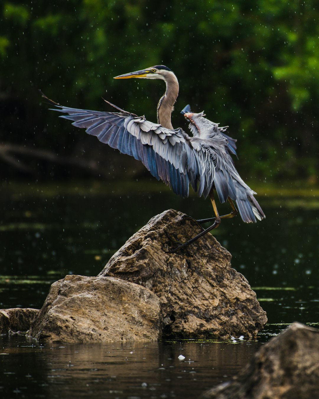 blue and white bird on brown rock