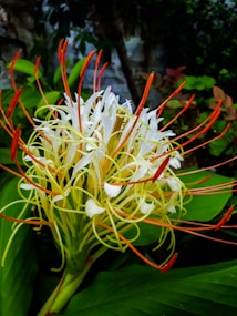 A vibrant close-up of a tropical flower with long, spiky red stamens and delicate white petals. The flower is surrounded by lush green leaves, and the background is slightly blurred, highlighting the vivid colors of the flower.