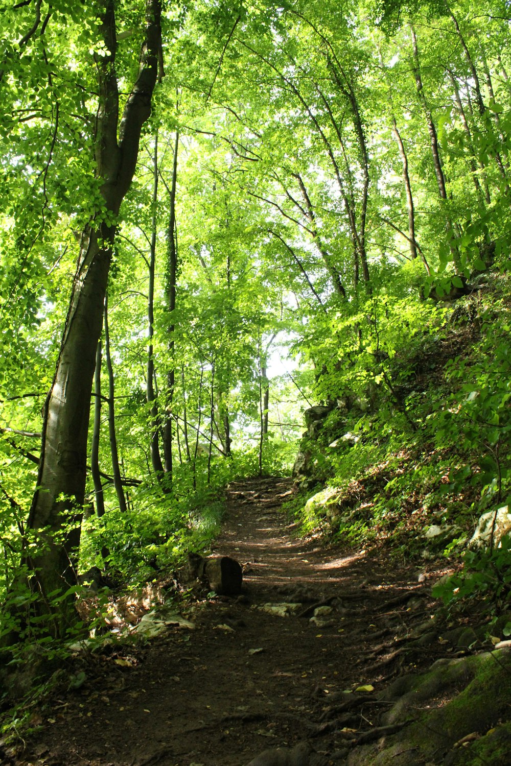 green trees on forest during daytime