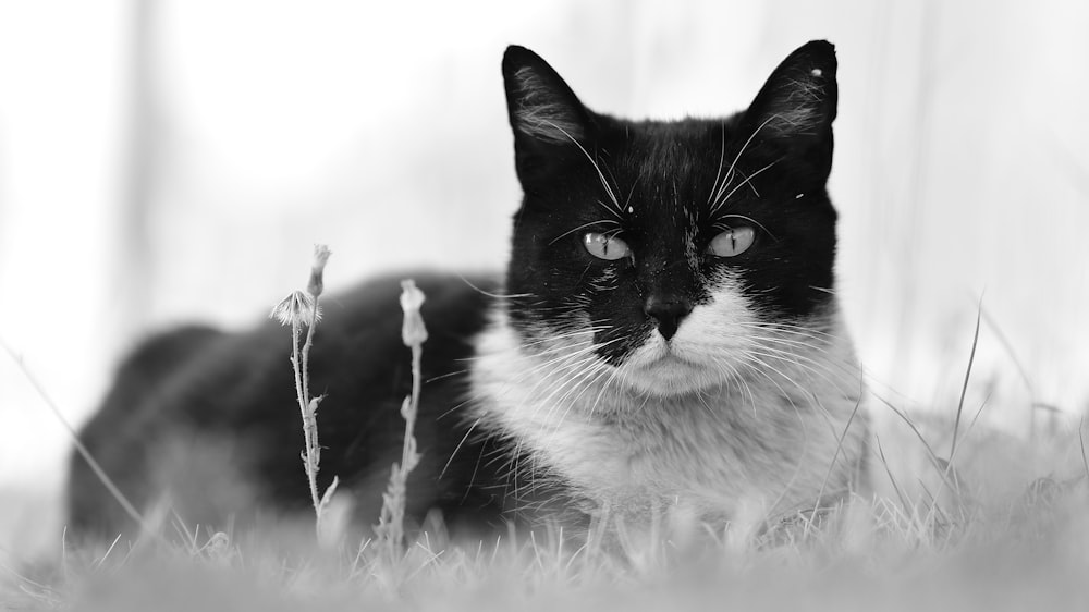 Schwarze und weiße Katze im Gras