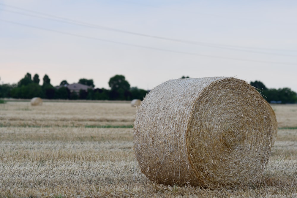 brown grass field during daytime