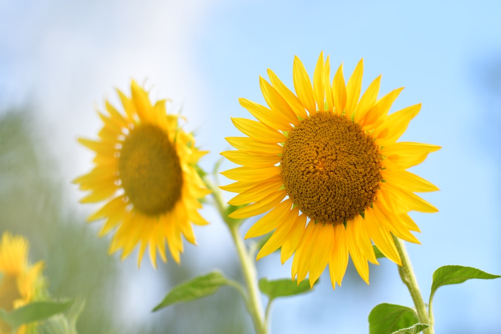 yellow sunflower in close up photography