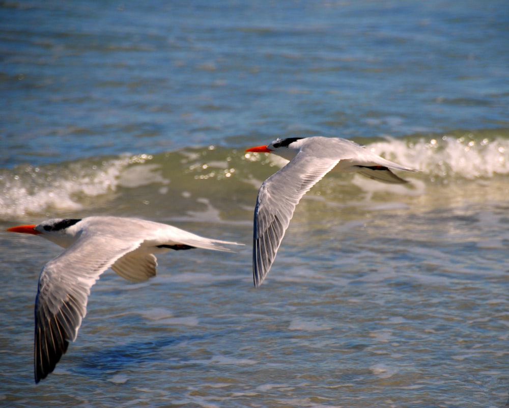 white and grey bird flying over the sea during daytime