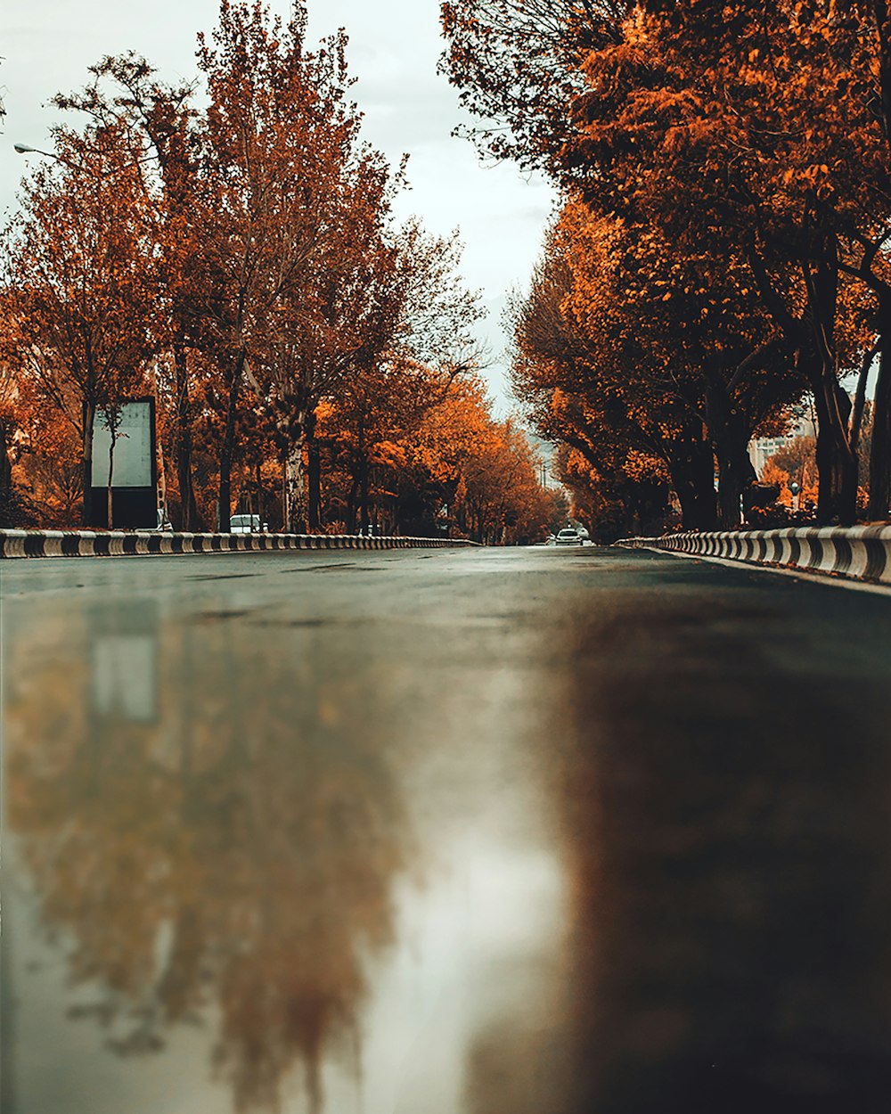 brown trees beside gray concrete road during daytime