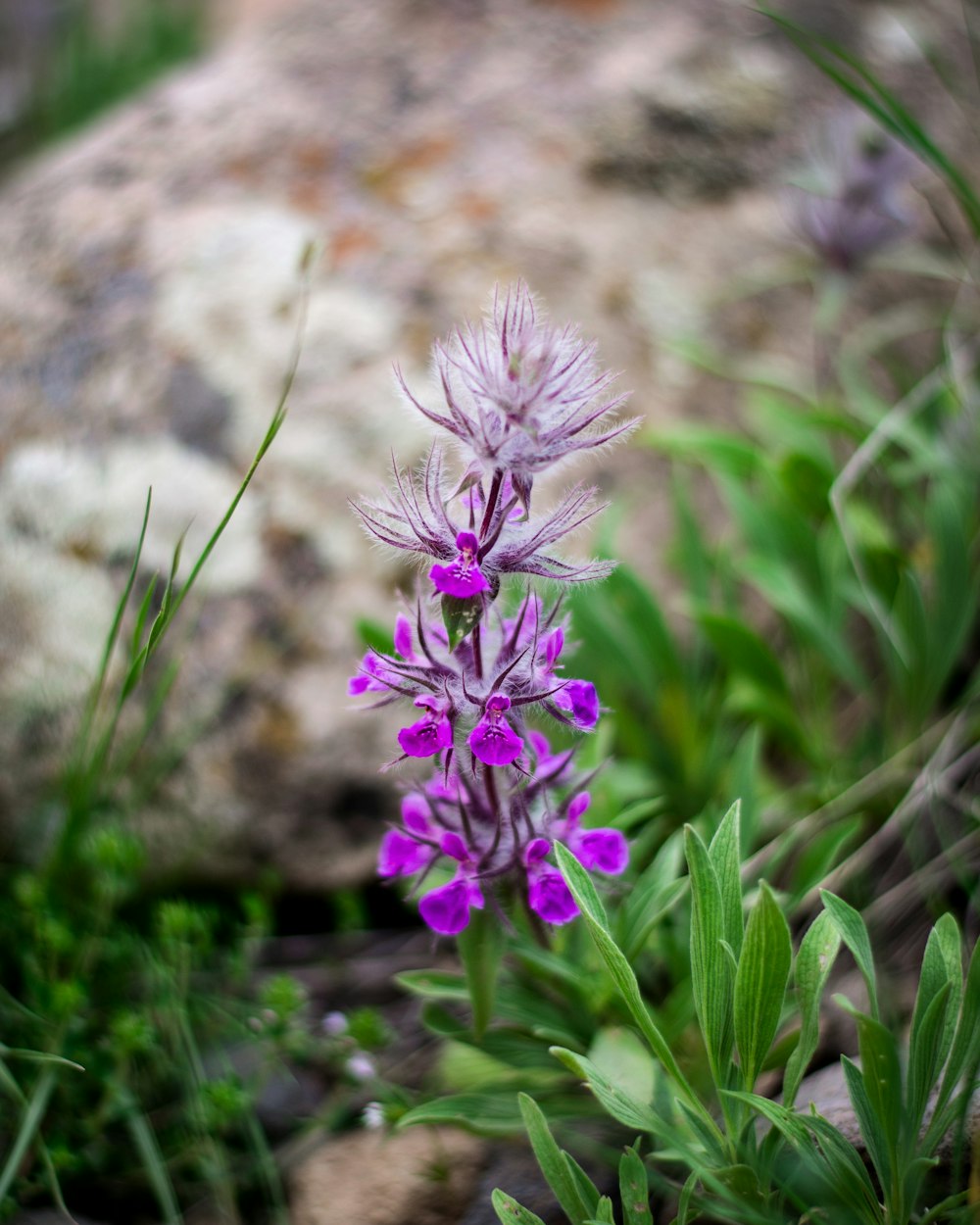 purple flower on brown rock