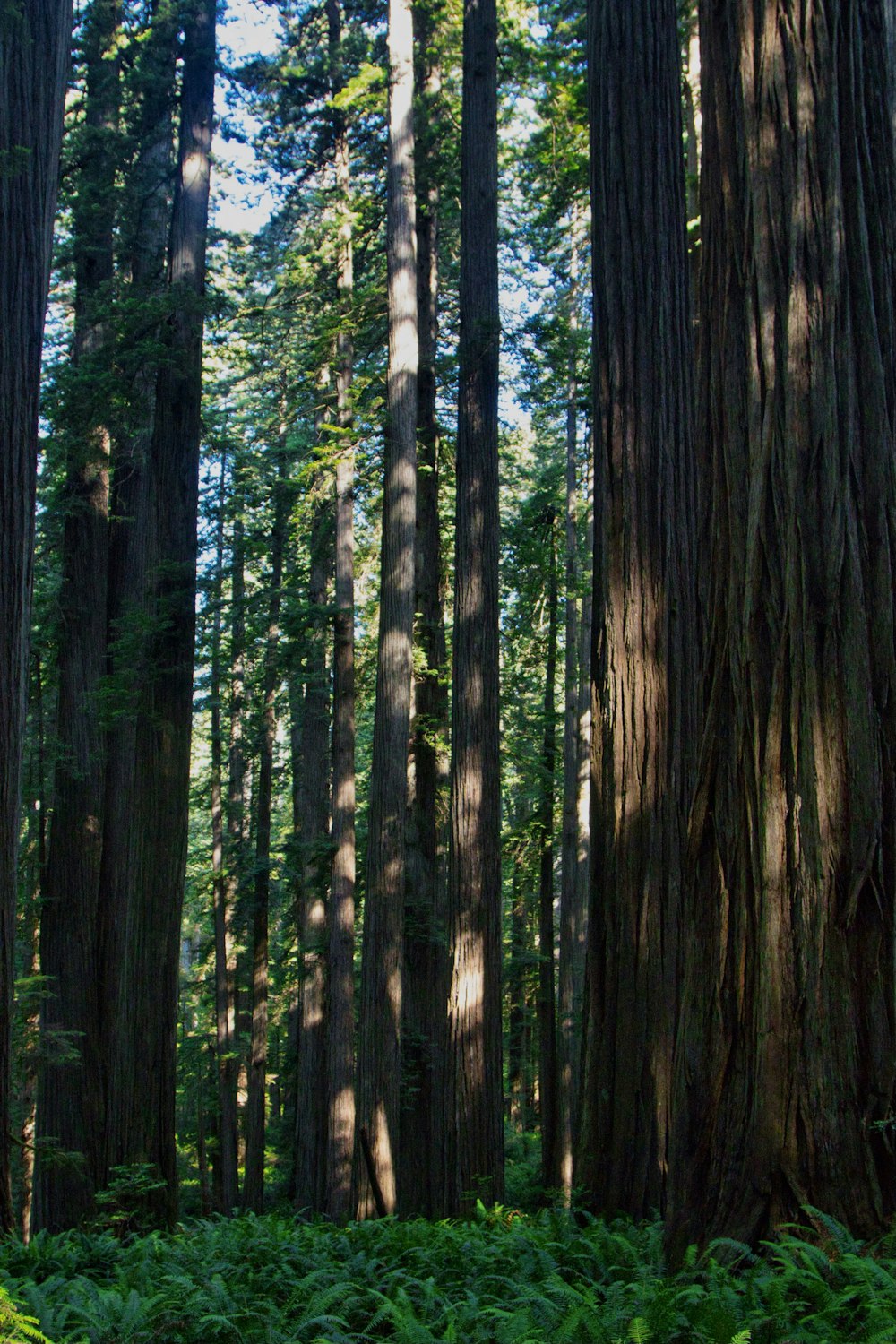 green and brown trees during daytime