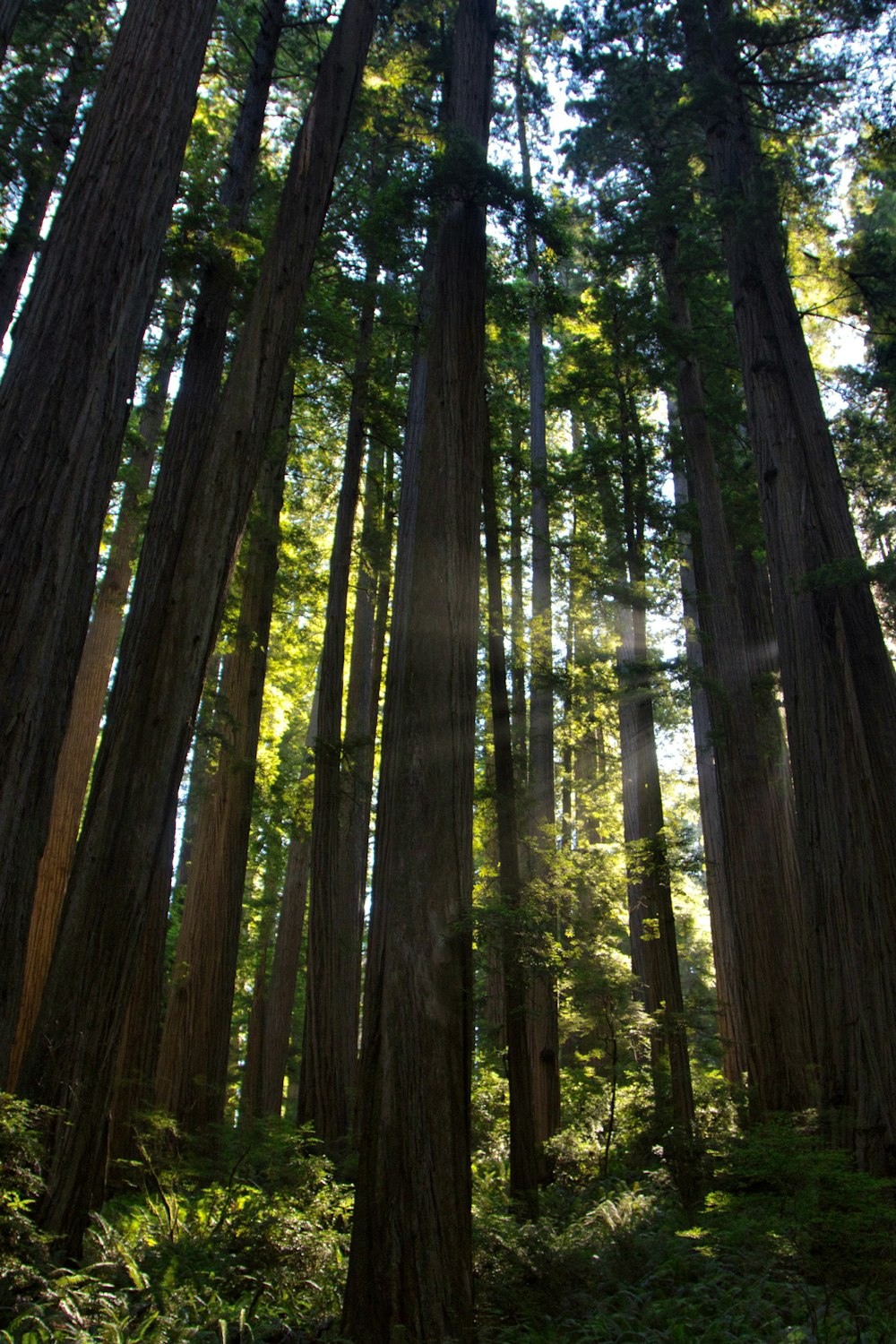 brown trees in forest during daytime