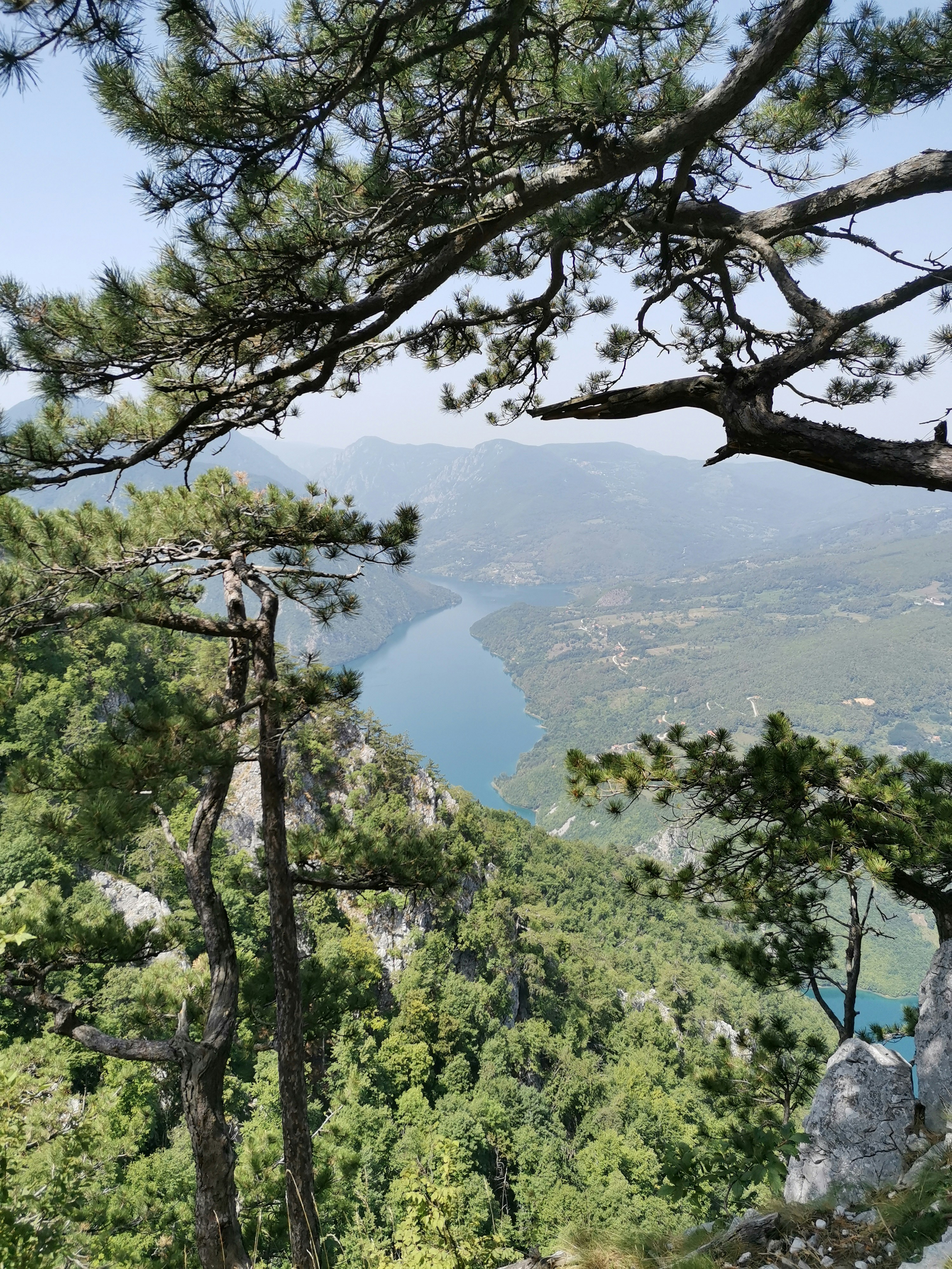 pohon hijau di dekat gunung pada siang hari