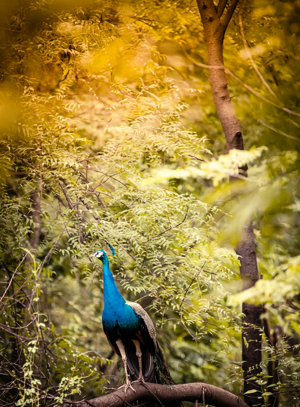 blue peacock on green tree branch during daytime