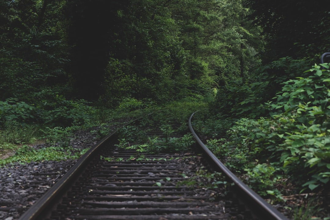 black metal train rail in between green trees during daytime