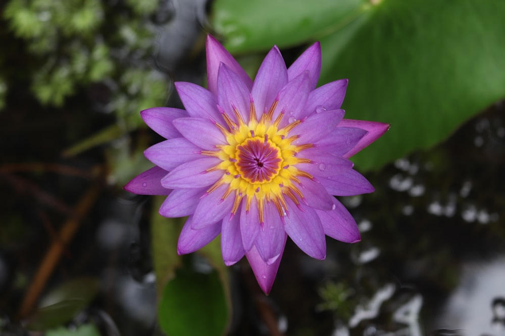 pink flower in tilt shift lens