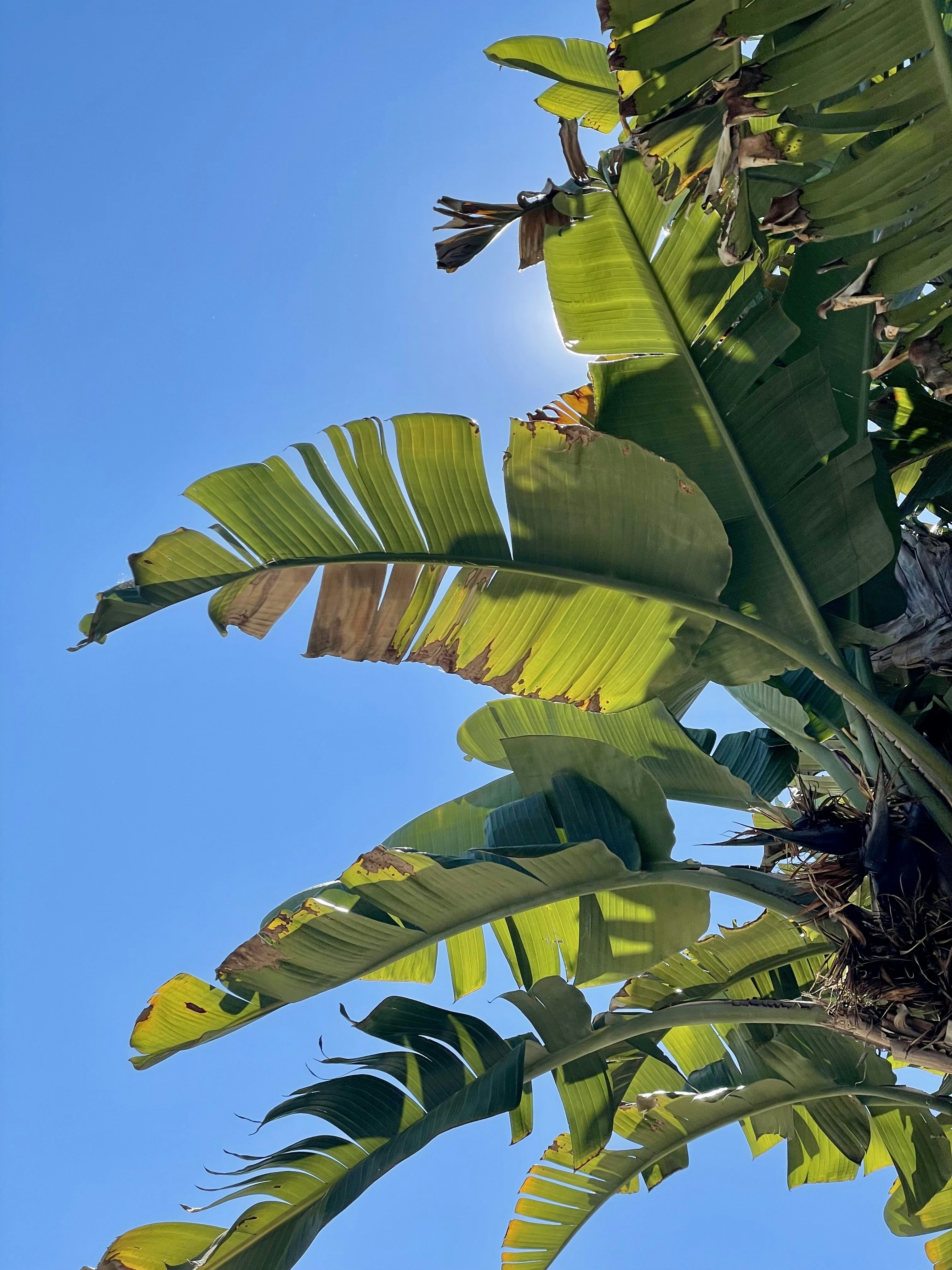 昼間に緑のバナナの木の上を飛んでいる黒い鳥の写真 Unsplashで見つけるリスボンの無料写真