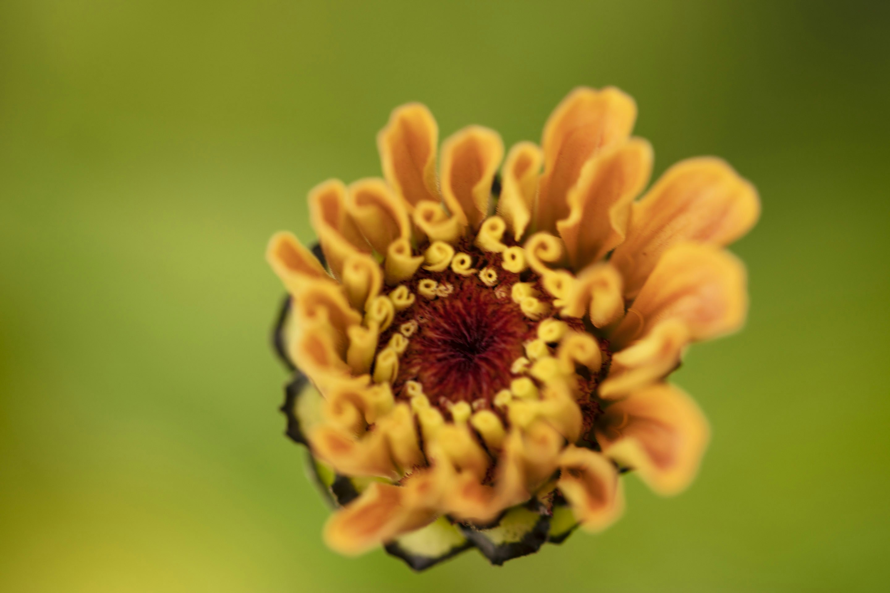 マクロレンズでの黄色い花の写真 Unsplashで見つけるカワーサ湖の無料写真