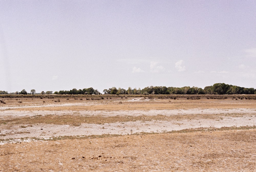 a large open field with trees in the distance