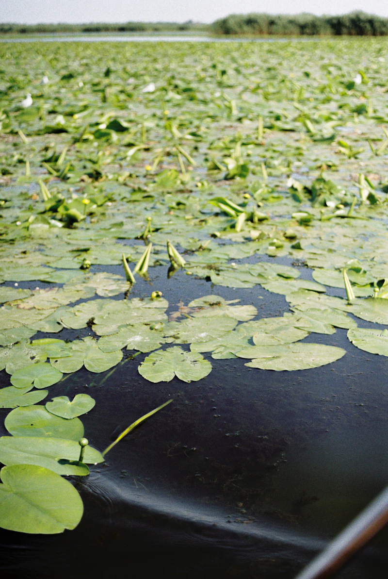 Lacuri și canale Delta Dunării