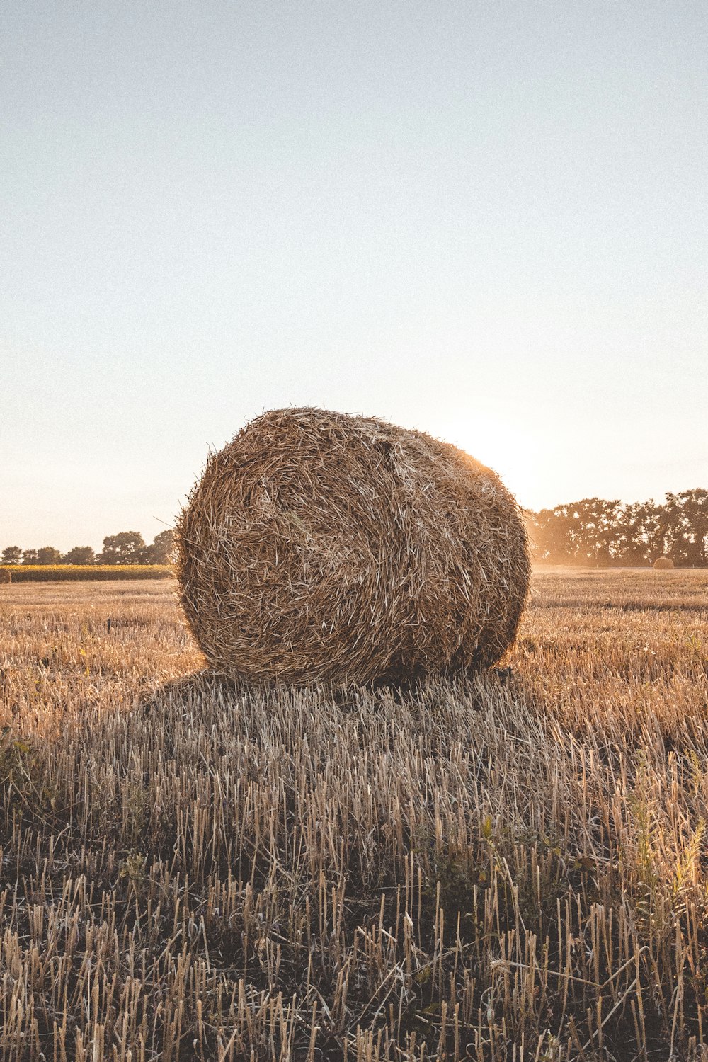 brown grass field during daytime