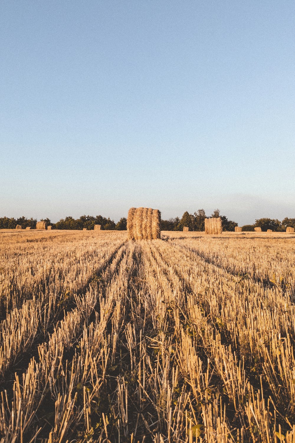 brown grass field during daytime