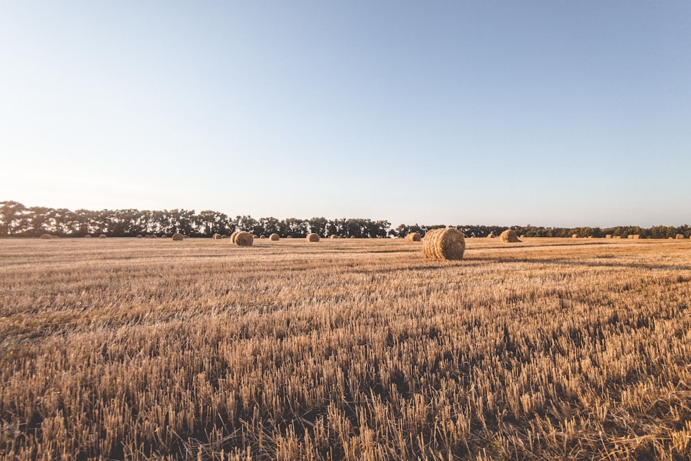 brown grass field during daytime