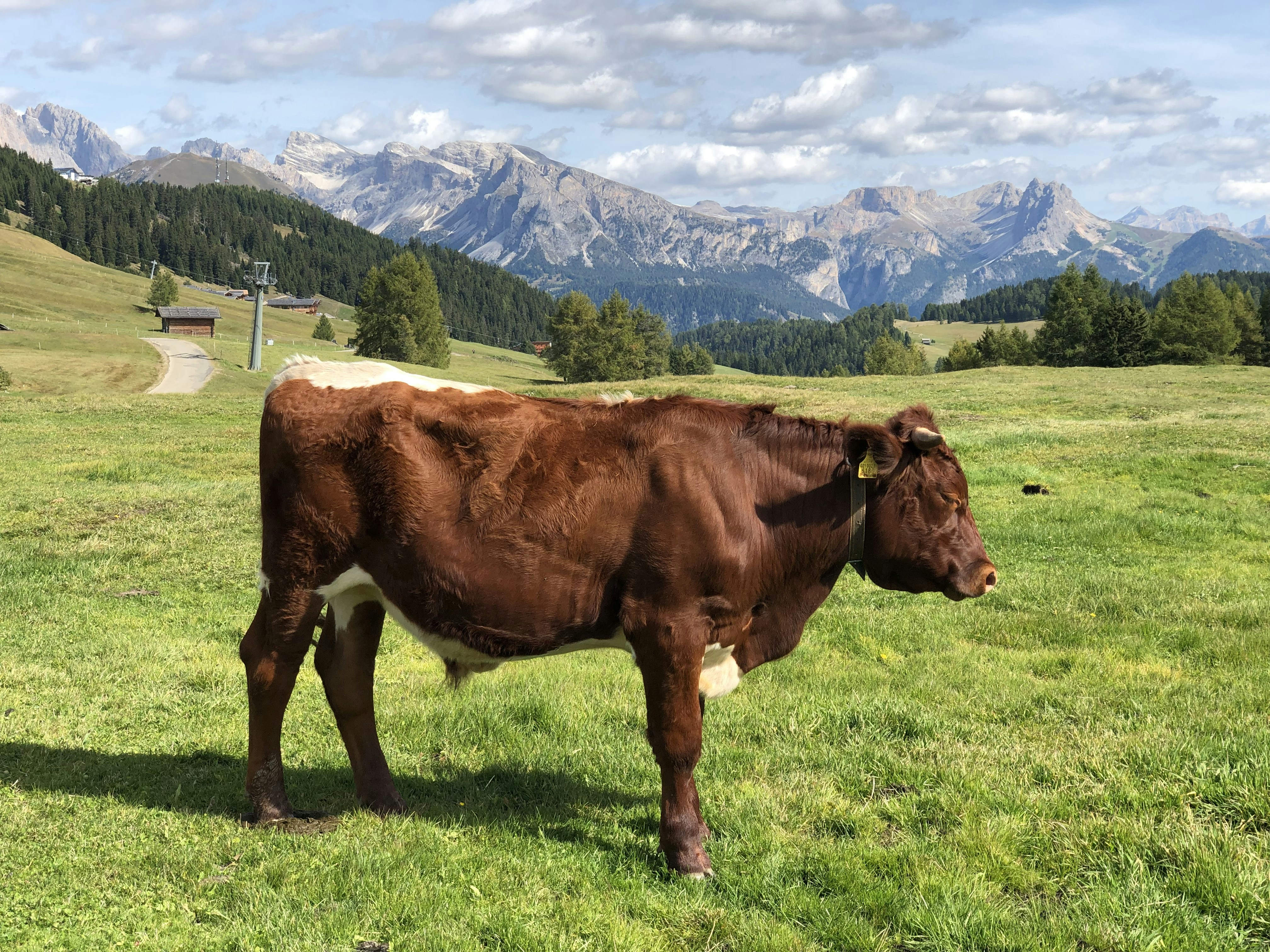 brown cow on green grass field during daytime