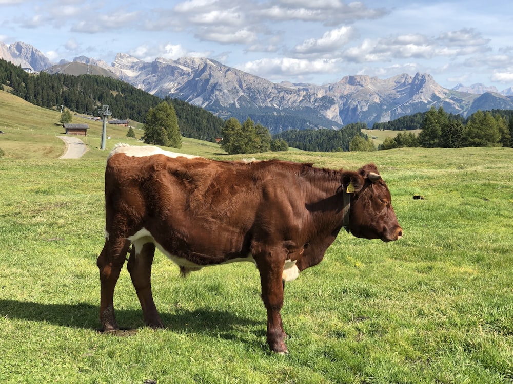 brown cow on green grass field during daytime