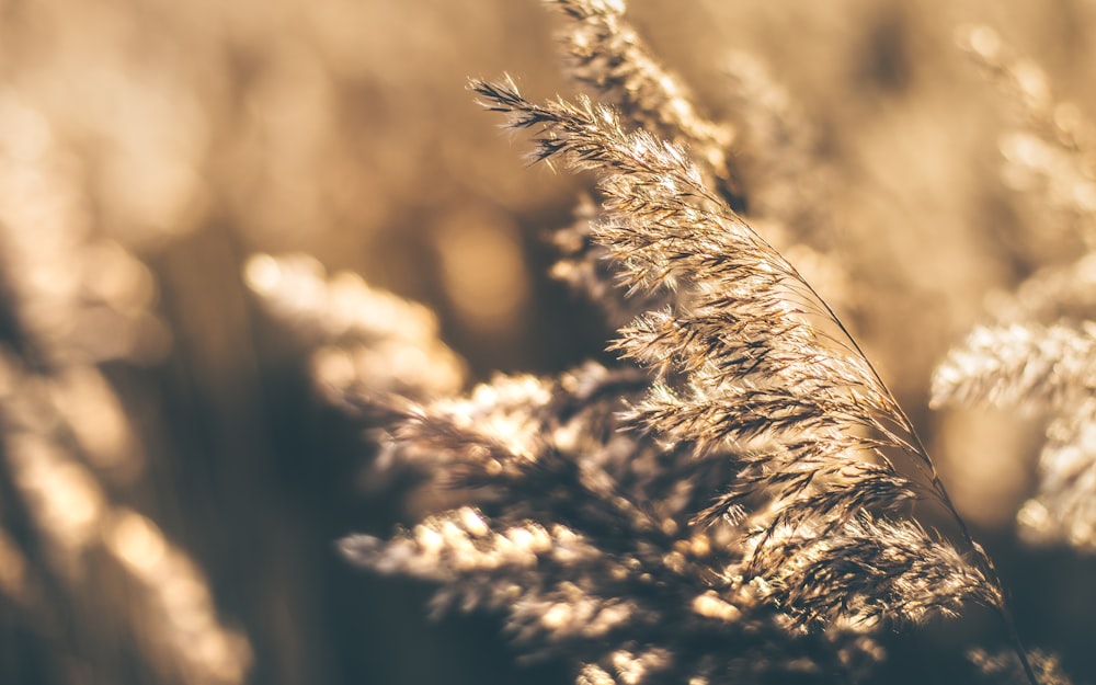 grano marrone in primo piano fotografia