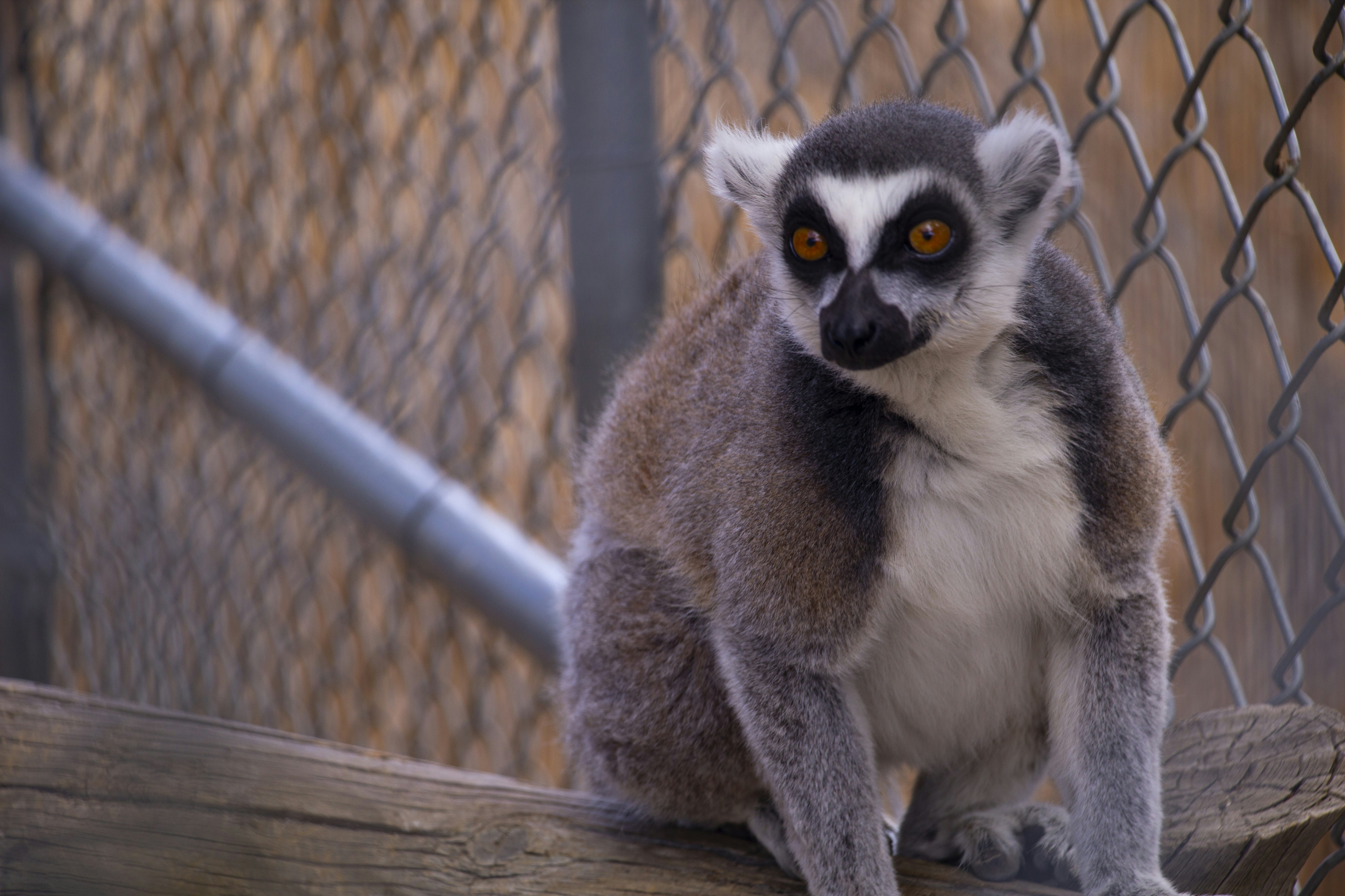 Lemurs' Park